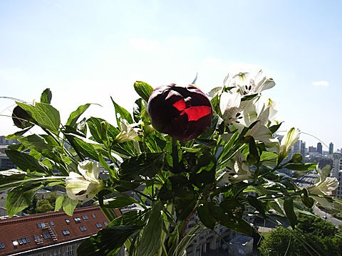 2008-05-08-1456.jpg