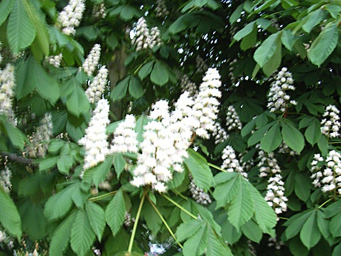 2008-05-10-2049.jpg