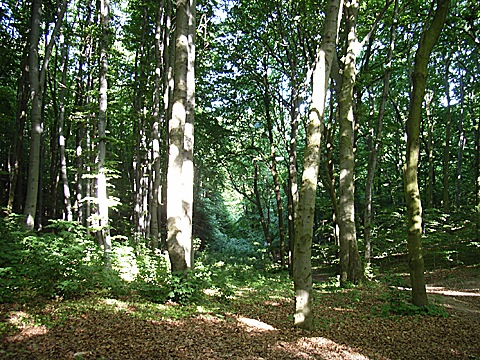 2008-06-01-1713a.jpg