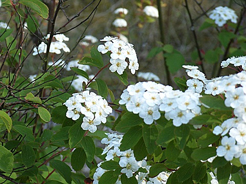 2008-06-02-1820a.jpg