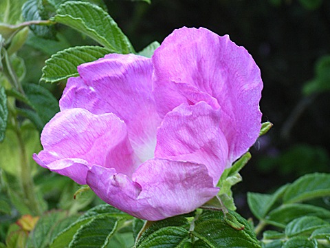 2008-06-02-1820b.jpg