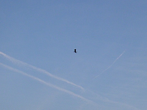 2008-06-18-2116.jpg