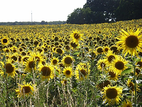 2008-07-23-1732.jpg