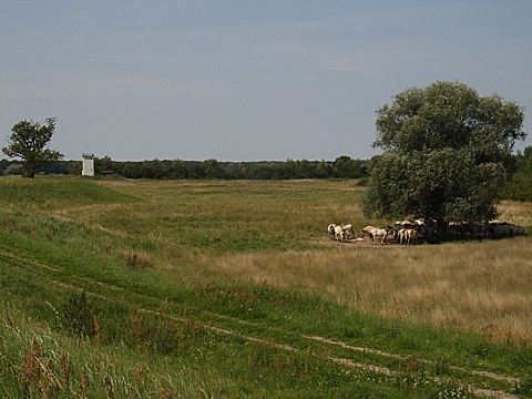 2008-07-25-1200.jpg