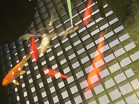 2008-11-25-0907.jpg