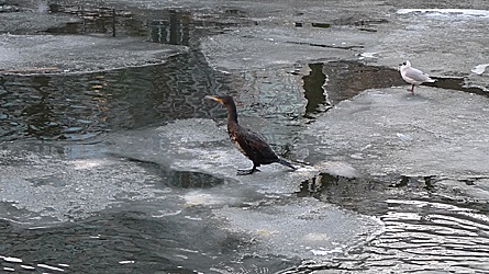2009-01-11-1456.jpg