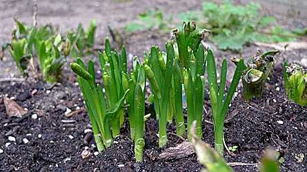 2009-03-09-1511.jpg