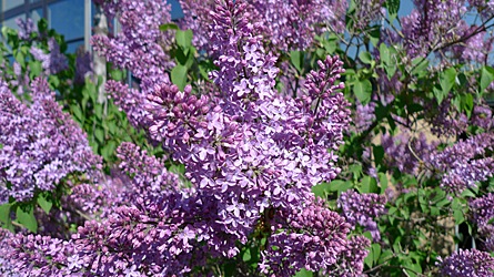 2009-04-20-1035.jpg