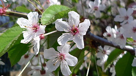 2009-04-20-1037.jpg