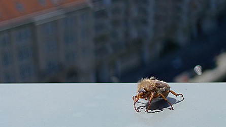 2009-06-20-1238.jpg