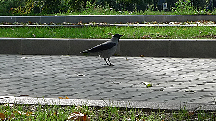 2009-10-29-1302.jpg