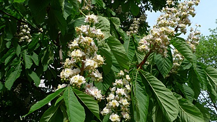 2010-04-29-1626b.jpg