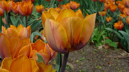 2010-04-29-1630b.jpg