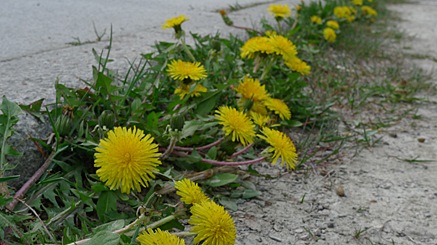 2010-04-29-1640.jpg