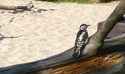 2010-06-28-1806.jpg