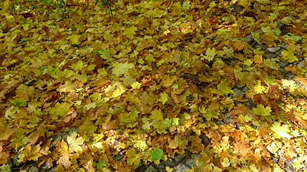 2010-10-17-1338.jpg